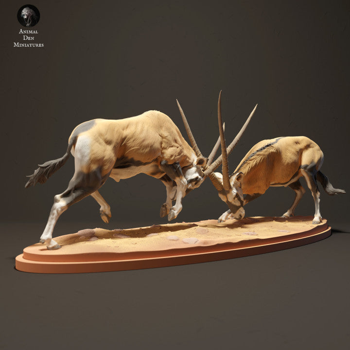 Gemsboks Fighting