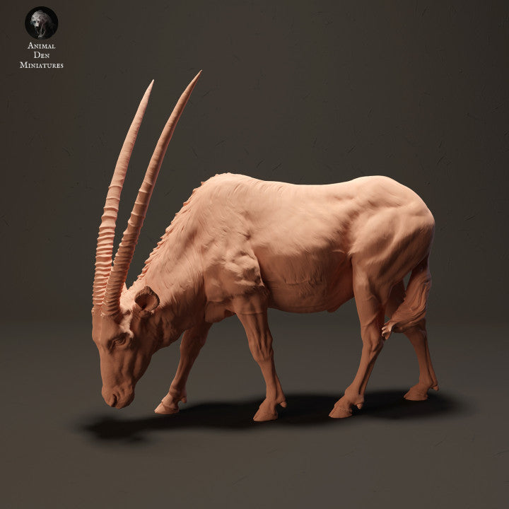 Gemsbok Grazing