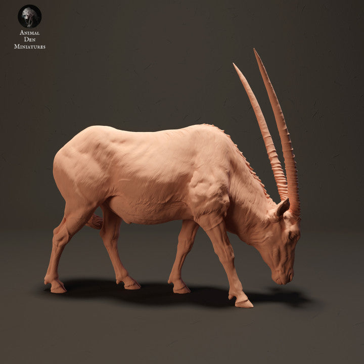 Gemsbok Grazing