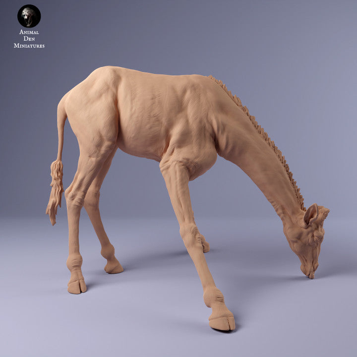 Rothschild's Giraffe Drinking