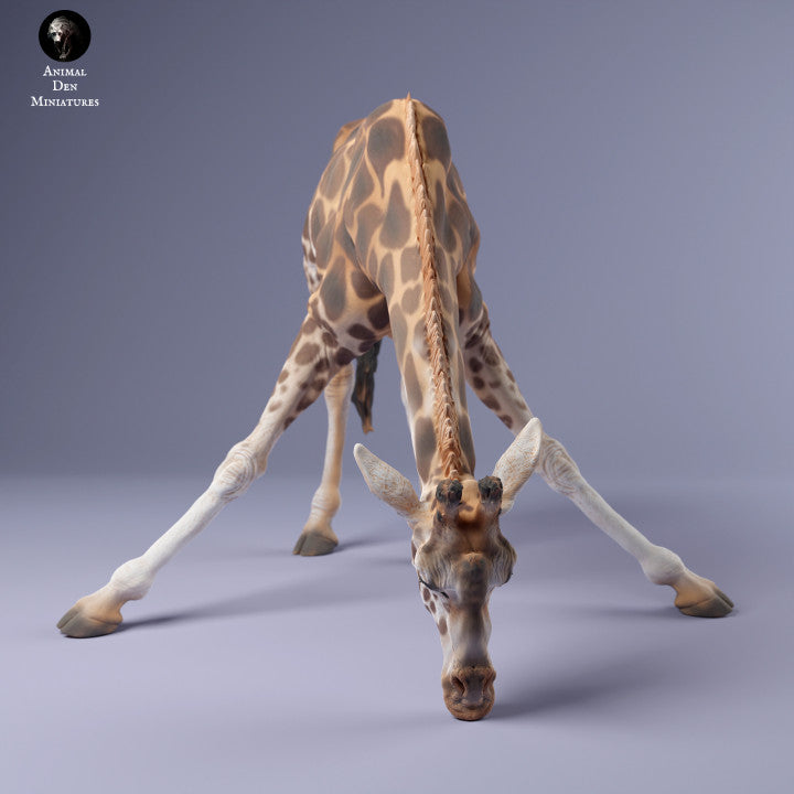 Rothschild's Giraffe Drinking