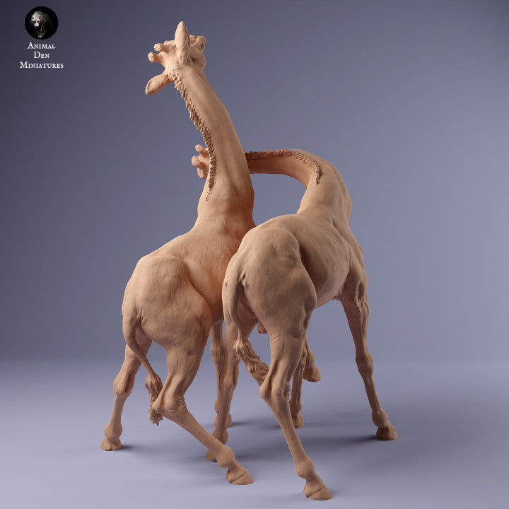 Rothschild's Giraffe Males Fight