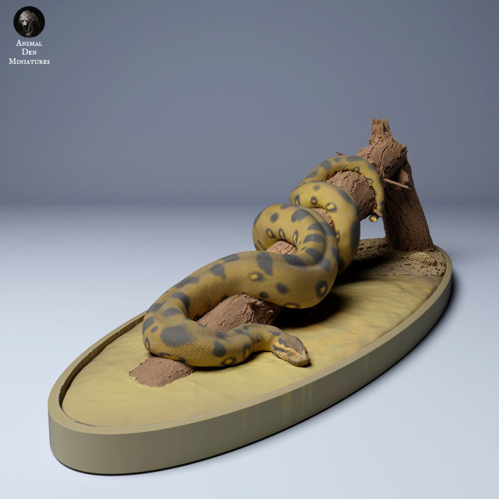 Green Anaconda (Eunectes murinus)