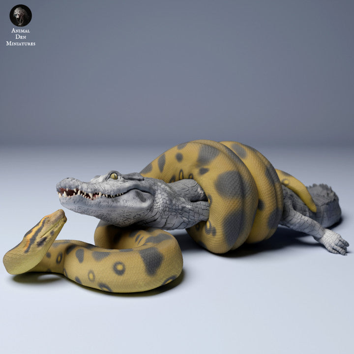 Green Anaconda (Eunectes murinus) vs Black Caiman (Melanosuchus niger)