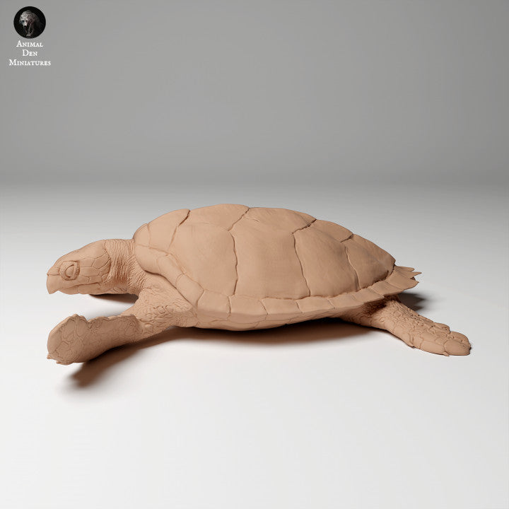 Hawksbill Sea Turtle (Eretmochelys imbricata)