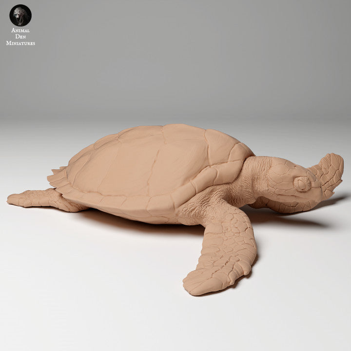 Hawksbill Sea Turtle (Eretmochelys imbricata)