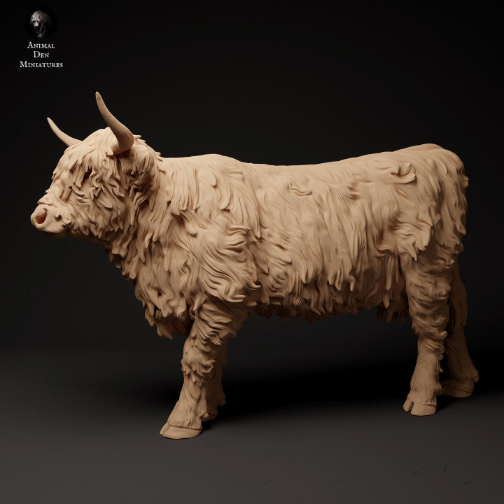 Highland Cow