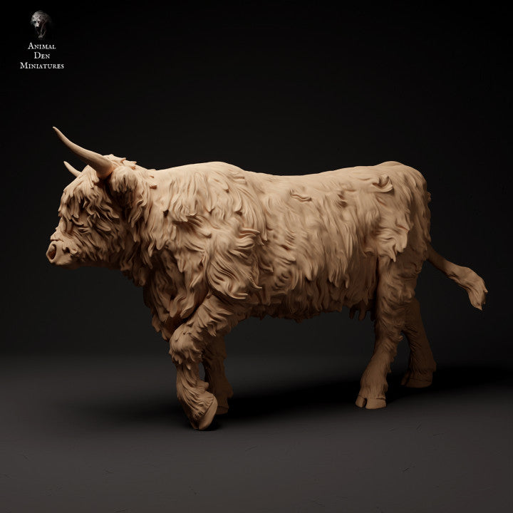 Highland Cow Walk