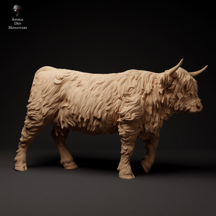 Highland Cow Walk