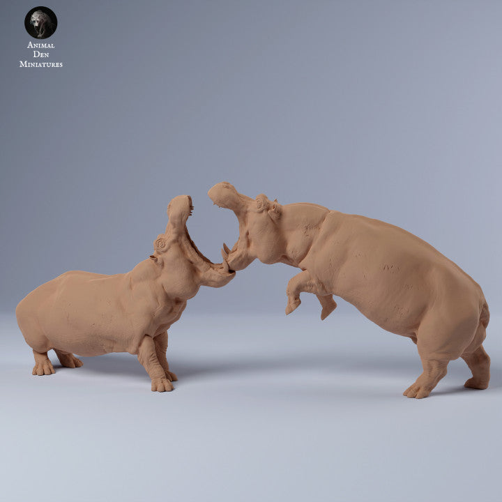Hippos Fighting