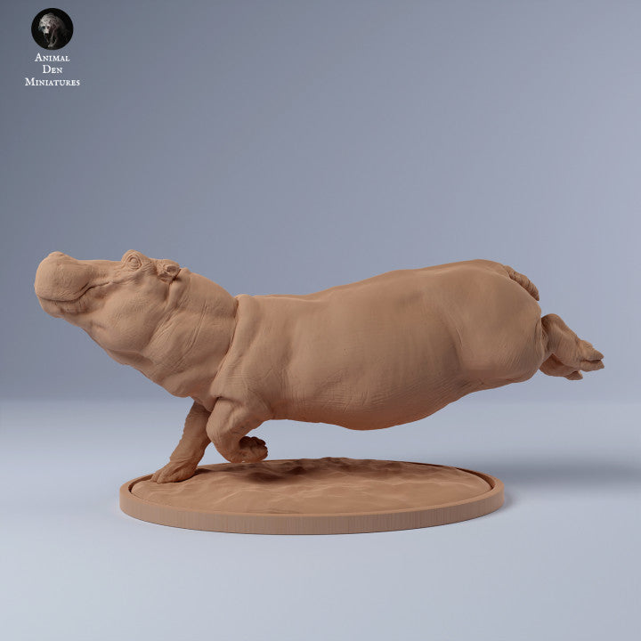 Hippo Swim