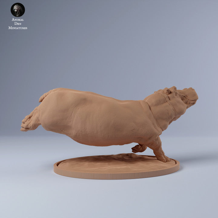 Hippo Swim