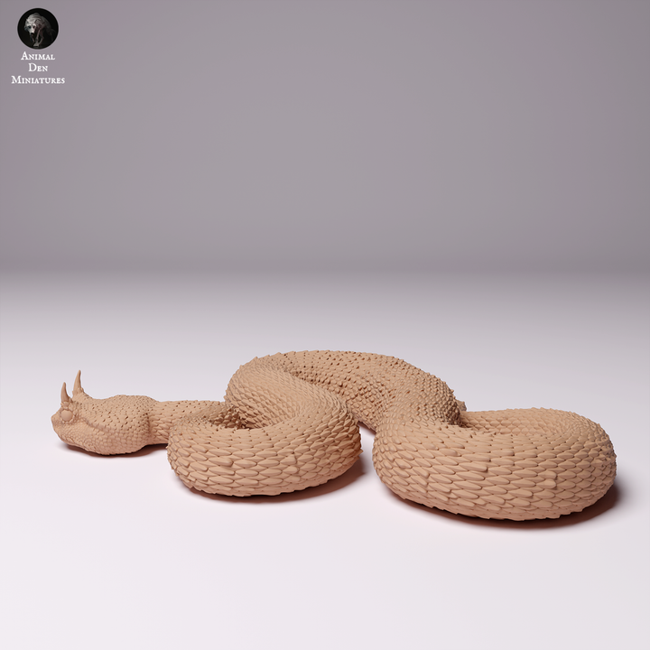 Saharan Horned Viper