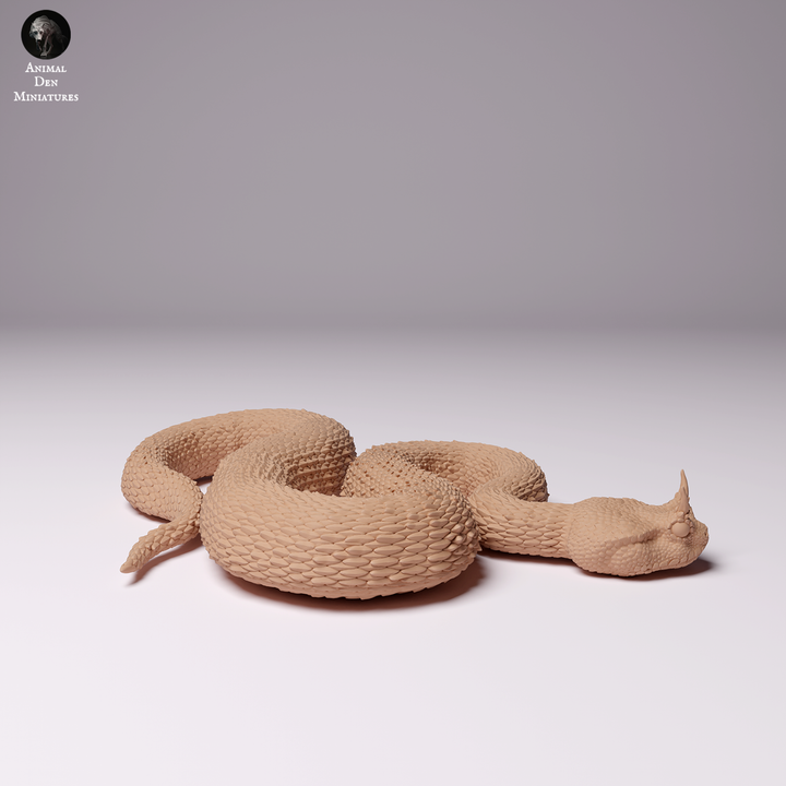 Saharan Horned Viper