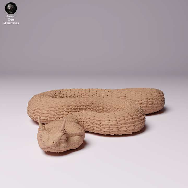 Saharan Horned Viper