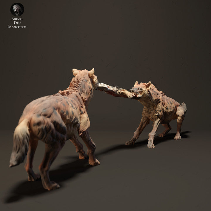 Spotted Hyenas Fighting Over Food