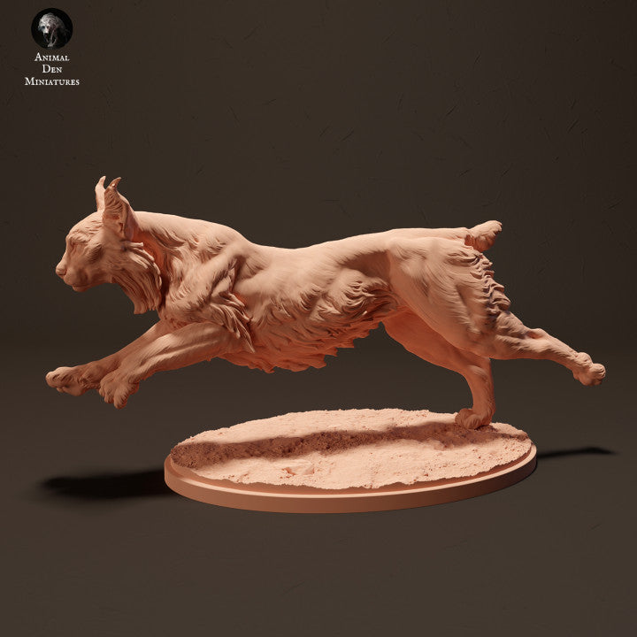 Iberian Lynx Running
