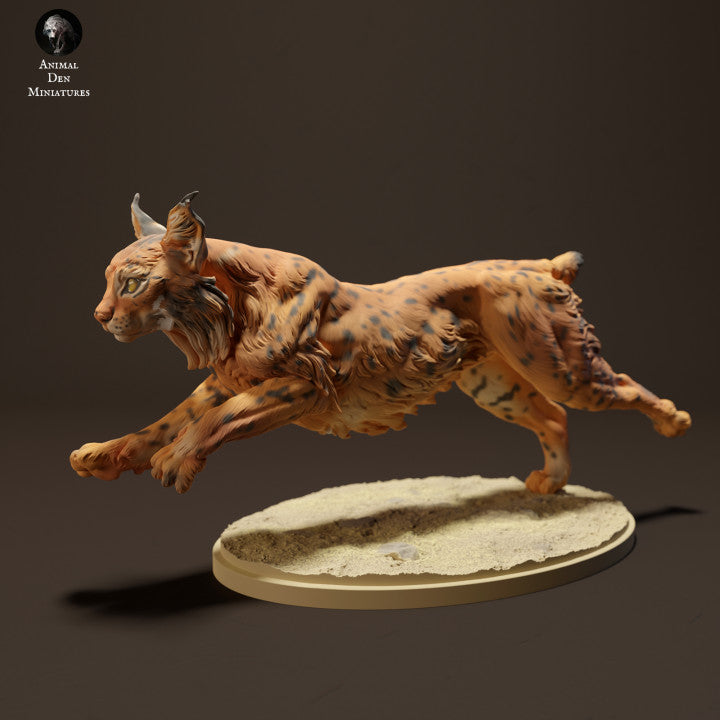 Iberian Lynx Running