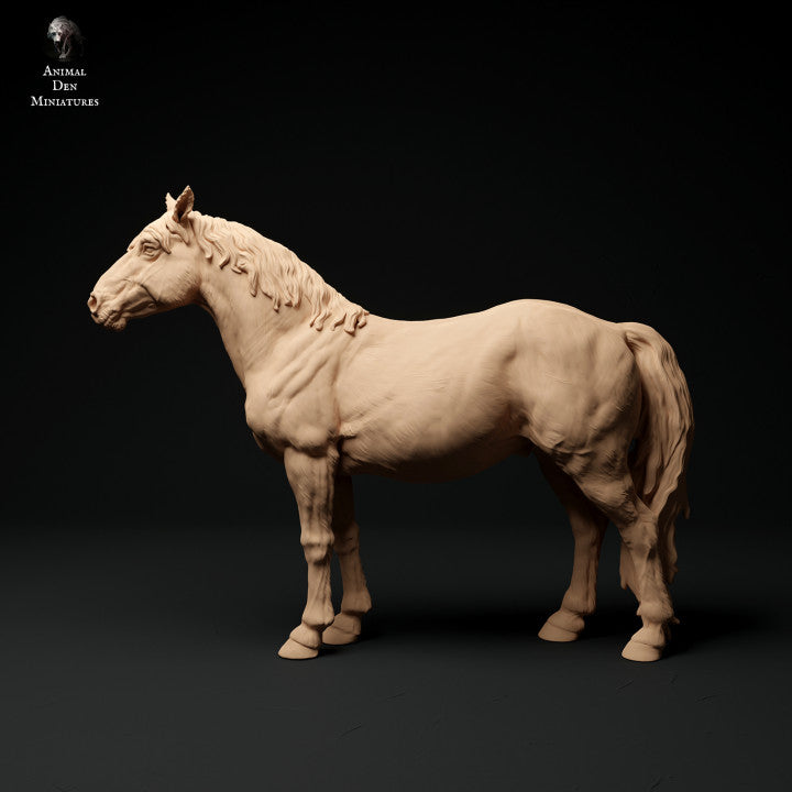 Konik Horse