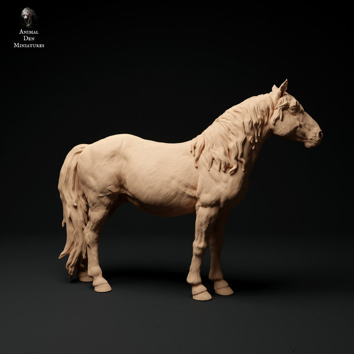 Konik Horse