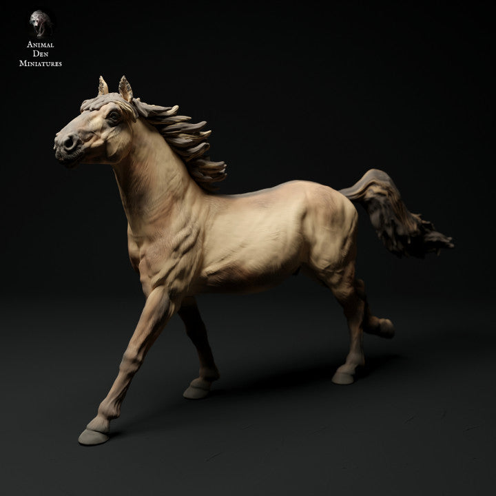 Konik Horse Run