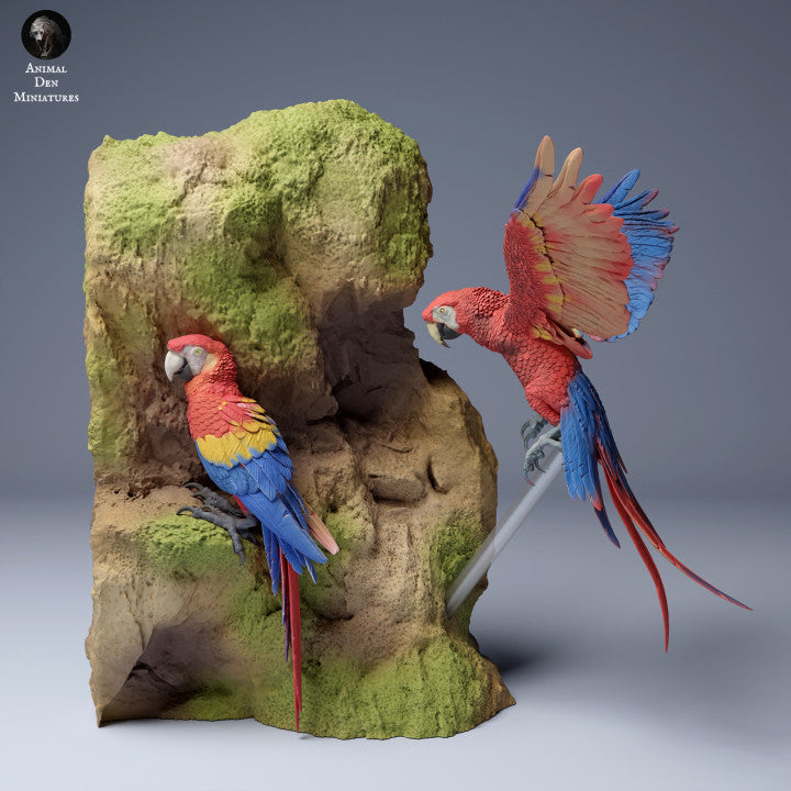 Scarlet Macaws (Ara macao)
