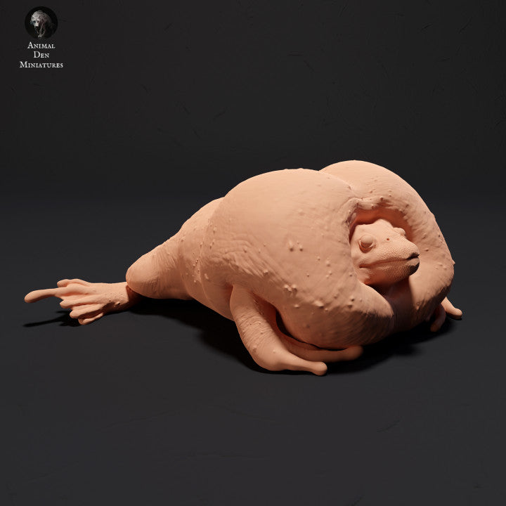 Mexican Burrowing Toad Croak