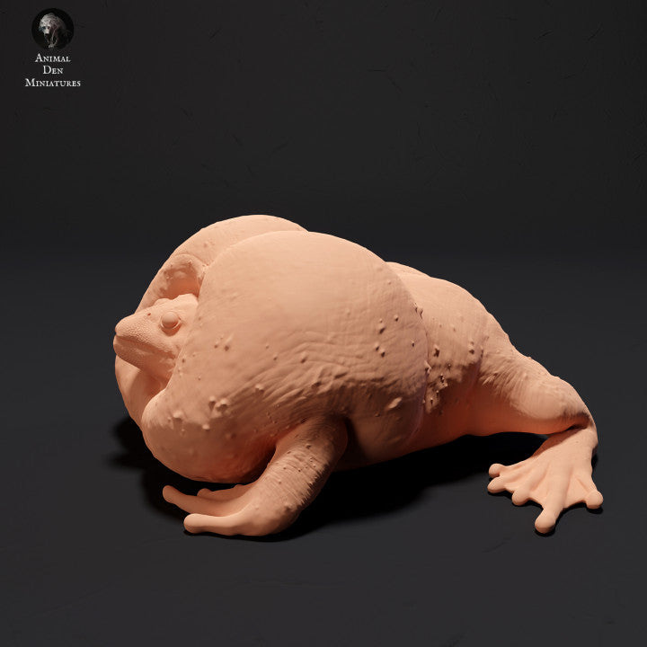 Mexican Burrowing Toad Croak