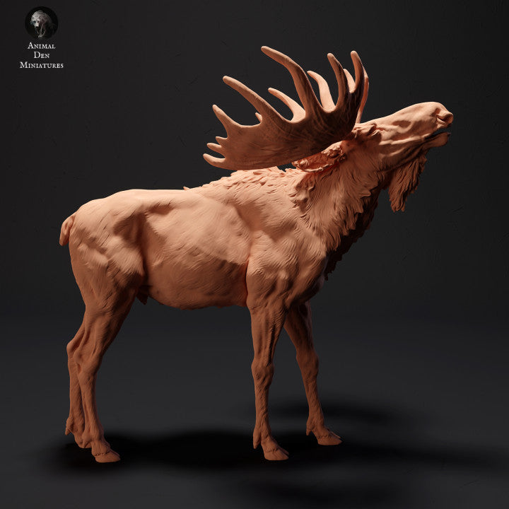 Moose Calling