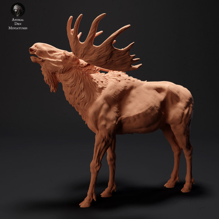 Moose Calling