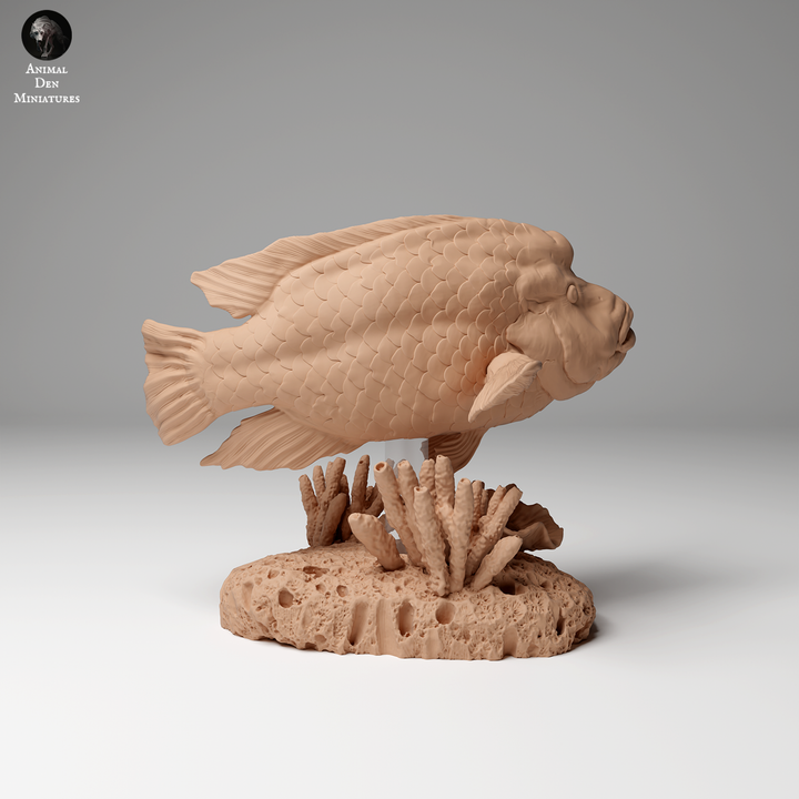 Napoleon or Humphead Wrasse 2