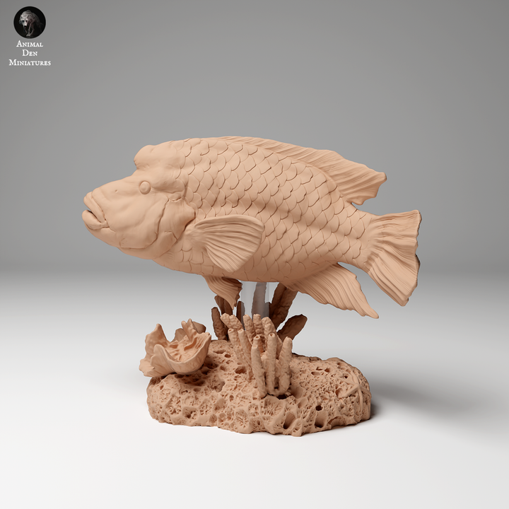 Napoleon or Humphead Wrasse 2
