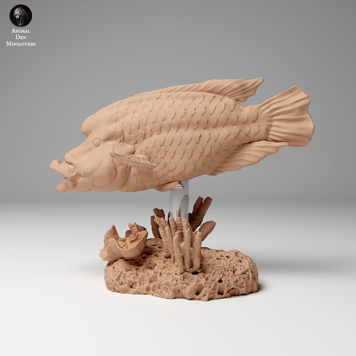 Napoleon or Humphead Wrasse