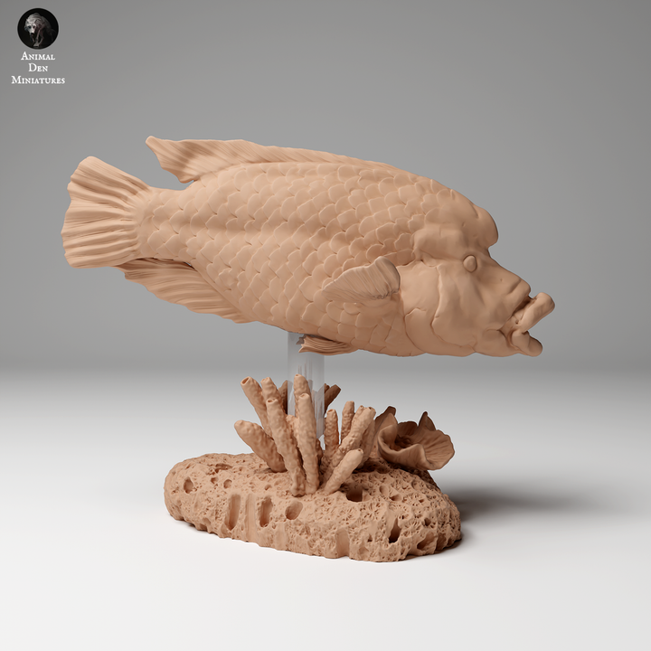 Napoleon or Humphead Wrasse