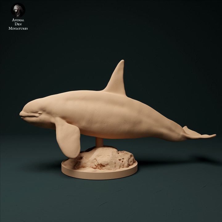North Atlantic Type 2 Killer Whale