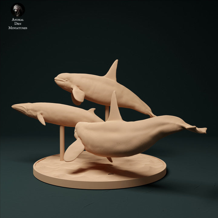 North Atlantic Type 2 Killer Whales Hunting Minke Whale