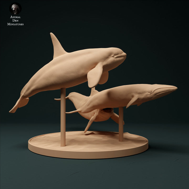 North Atlantic Type 2 Killer Whales Hunting Minke Whale