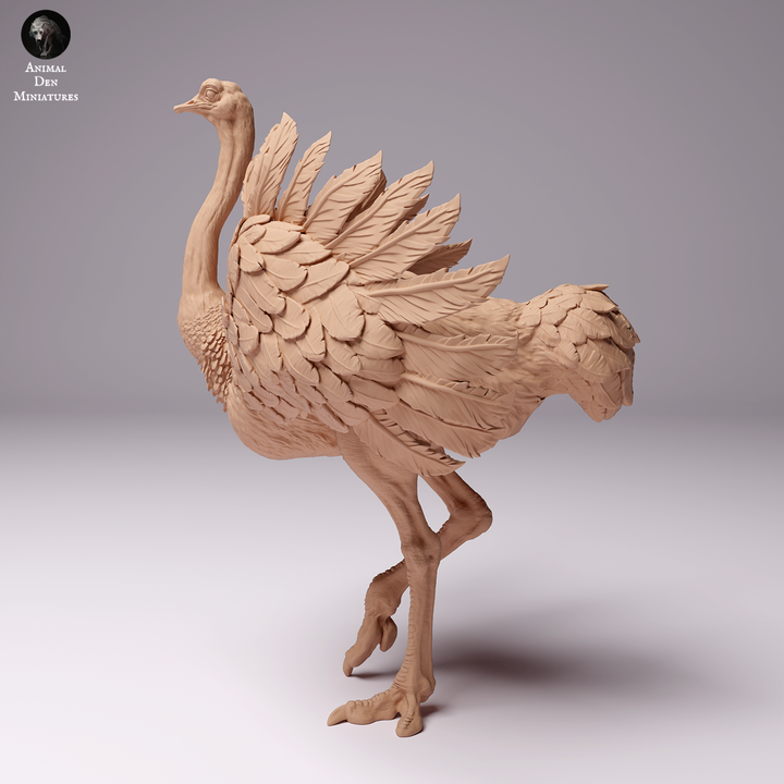 North African Ostrich Male