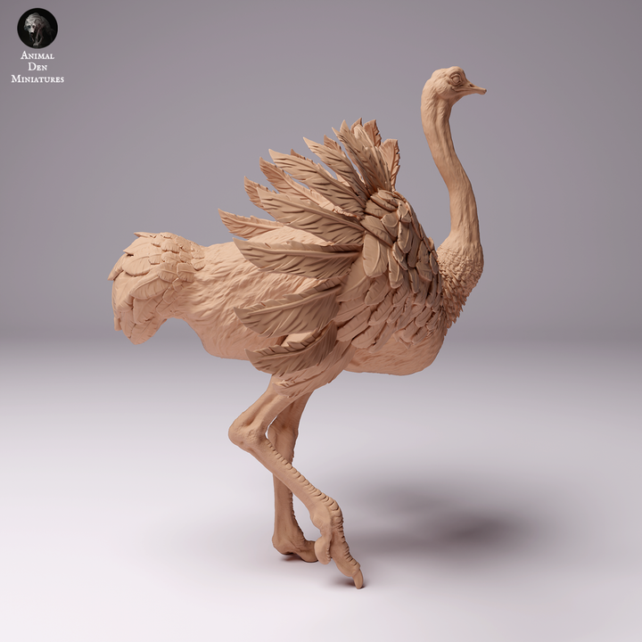 North African Ostrich Male