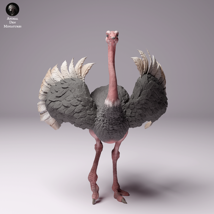 North African Ostrich Male