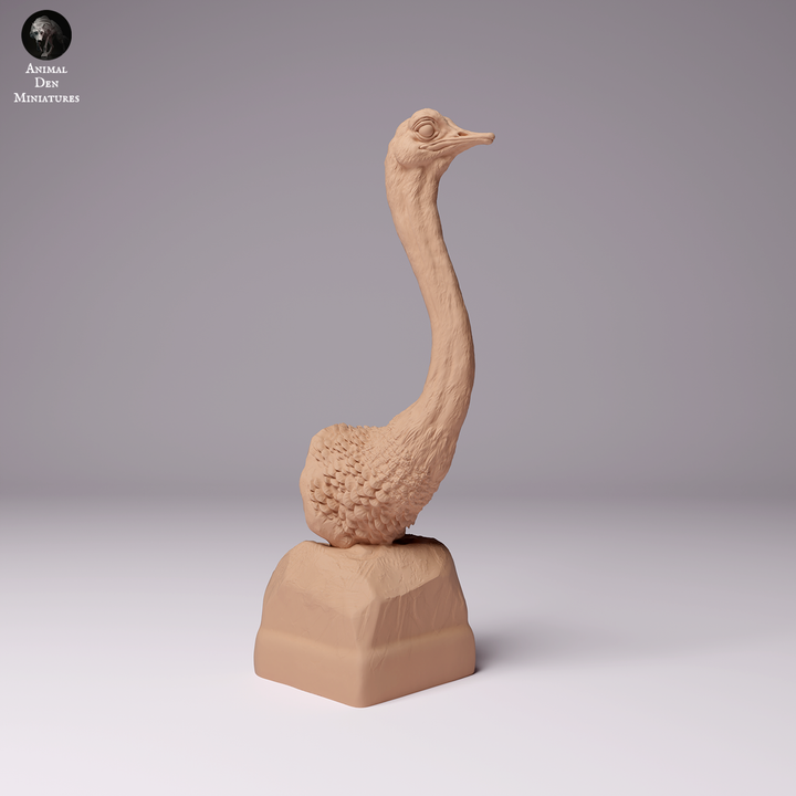 North African Ostrich Bust