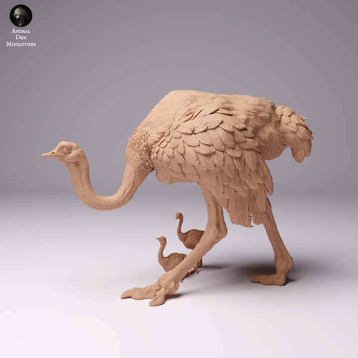 North African Ostrich Female with Chicks