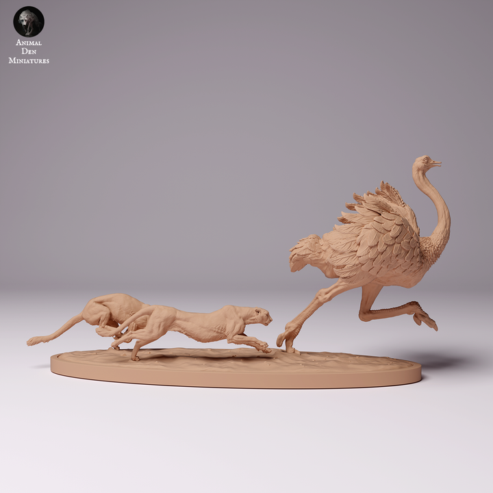 Cheetahs Hunting North African Ostrich