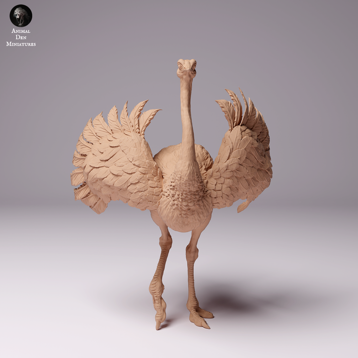 North African Ostrich Male