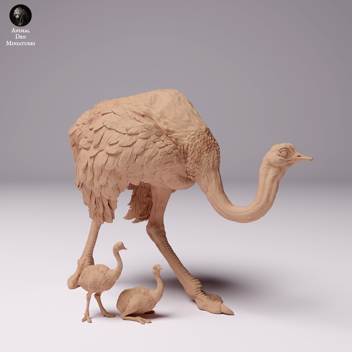 North African Ostrich Female with Chicks
