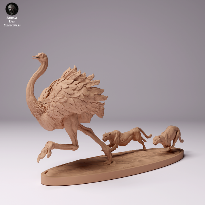Cheetahs Hunting North African Ostrich