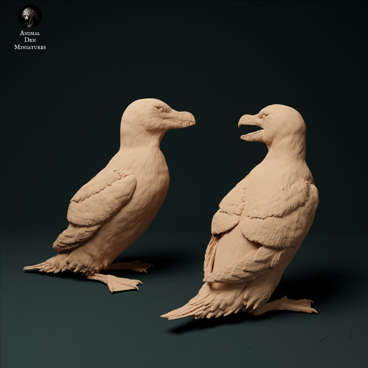 Razorbills