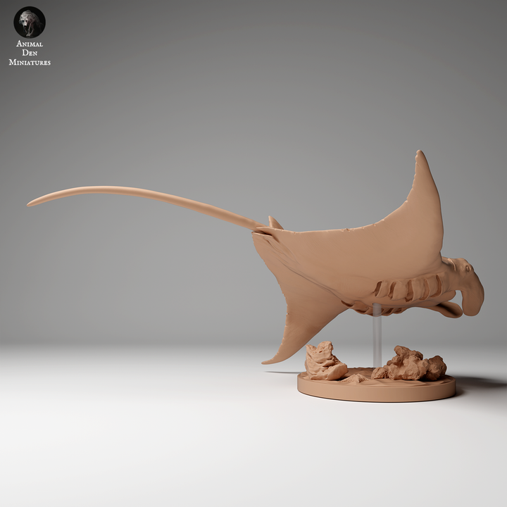 Reef Manta Ray 2