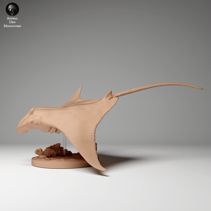 Reef Manta Ray 2