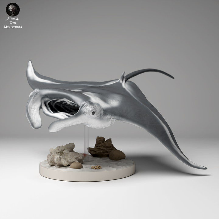 Reef Manta Ray 2